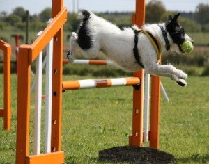 Какие породы собак лучше поддаются дрессировке