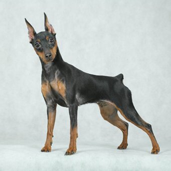 Цвергпинчер – история породы, характер, особенности дрессировки и содержания цвергпинчера