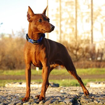 Цвергпинчер - характер