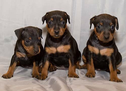 Цвергпинчер - щенки