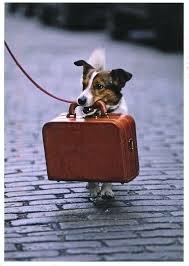 С собакой в дорогу? Легко!