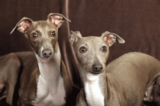 левретка характер