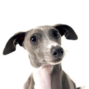 Левретка – история породы, характер, особенности содержания и воспитания левретки