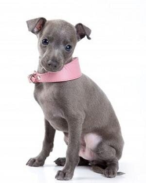 левретка щенок