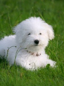 щенок бишон фризе