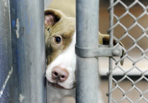 Вы взяли собаку из приюта – полезные советы хозяевам