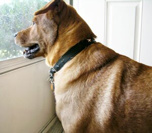 Собака и посторонние люди в доме