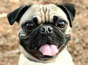 Мопс – история породы, характер, особенности воспитания и содержания мопса