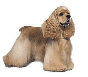 Американский кокер спаниель – стандарт породы