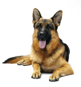 стандарт породы немецкая овчарка