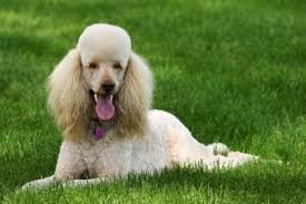 самые добрые собаки - пудель