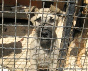 Безопасность собак в приюте - практические советы