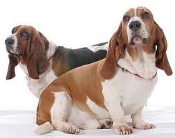 Бассет-хаунд: история породы, характер, воспитание и содержание