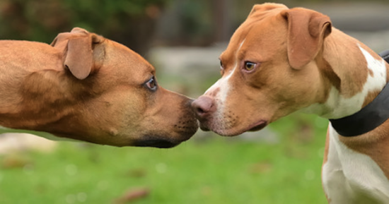когда надо разнимать дерущихся собак