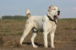 Алабай (среднеазиатская овчарка): стандарт породы