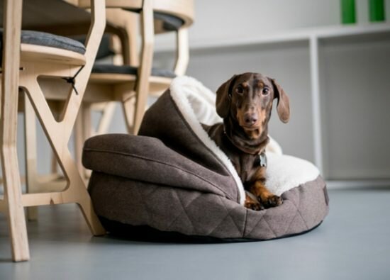 лежаки для таксы