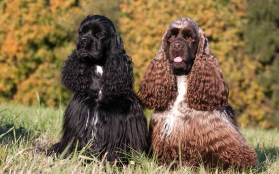 Английский кокер-спаниель