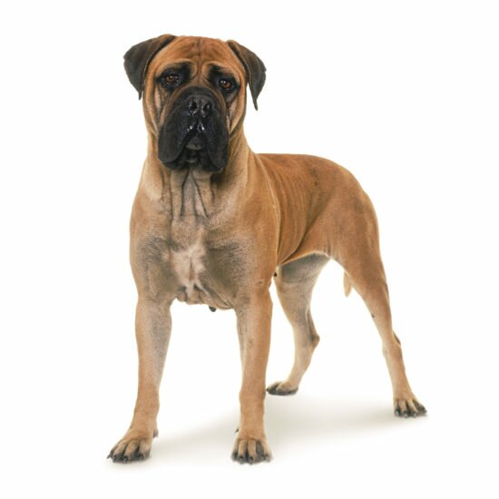 Бульмастиф