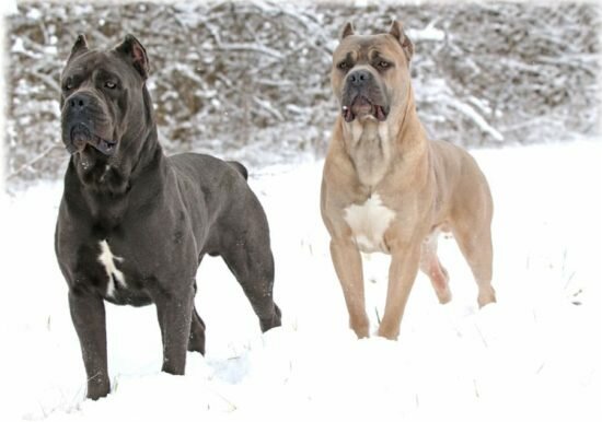 Кане-корсо (Итальянский мастиф)