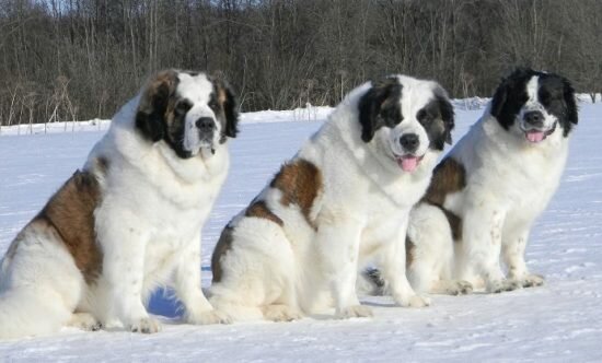 Московская сторожевая